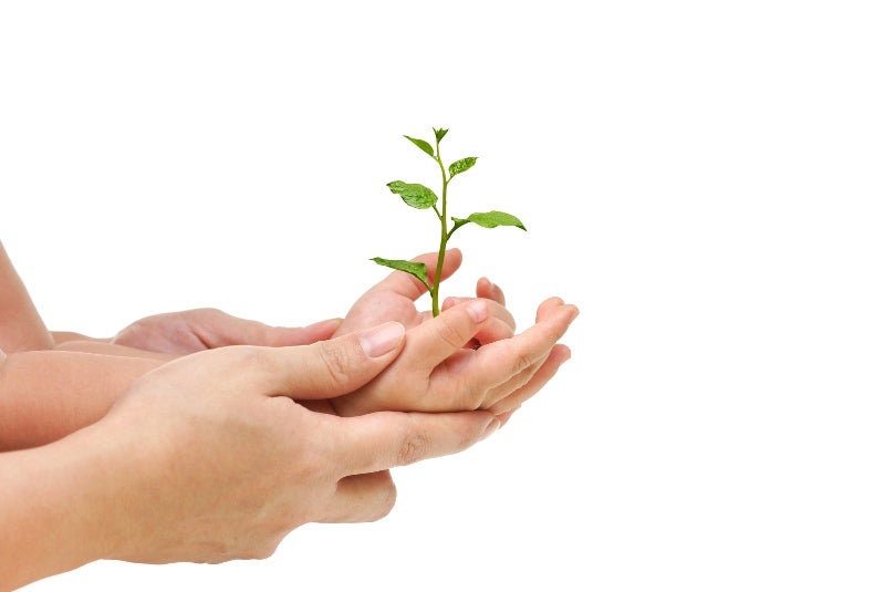 image of hands holding plant
